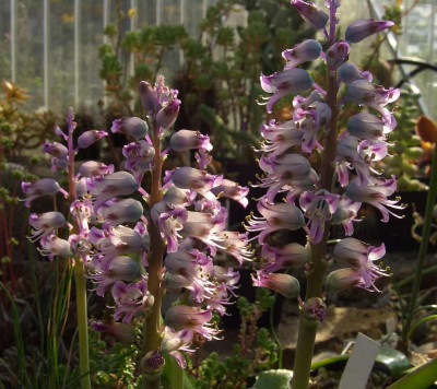 Lachenalia_pustulata_1.jpg
