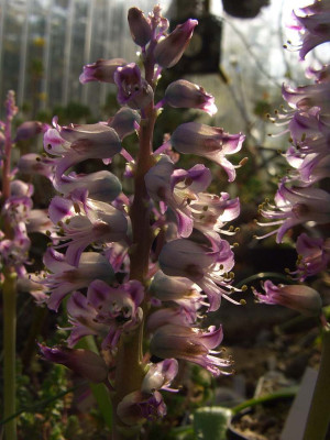 Lachenalia_pustulata_2.jpg