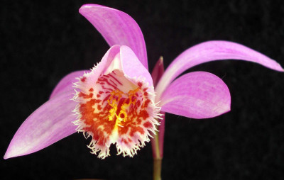 Pleione_Asama_Bittern_2007-04-18.JPG