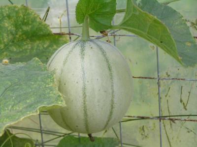 Zuckermelone Edonis 2018 002.JPG