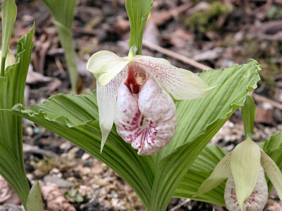 Cypr._formosana.jpg