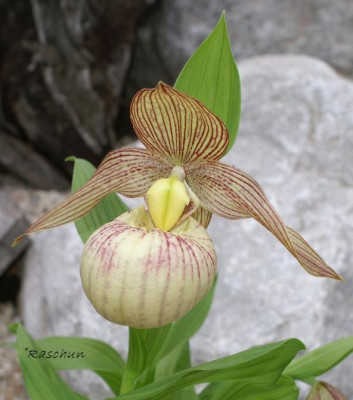 franchetii_x_fasciolatum.JPG