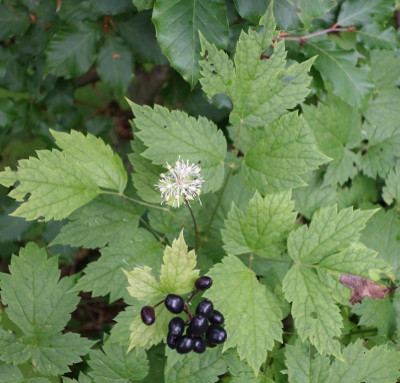 DSC06513.jpg