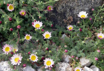Anacyclus_depressus_2007-04-18.JPG