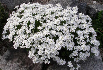 2007-04-18_003.JPG
