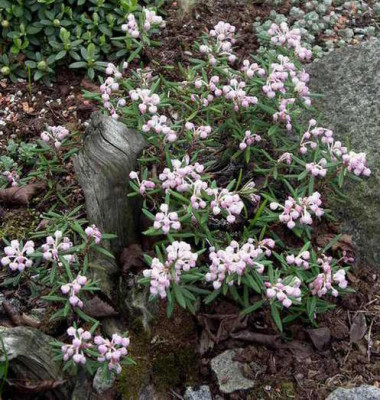 Andromeda_polyfolia_nana_2007-04-18.JPG