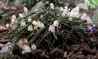 Cassiope_lycopodioides_2007-04-18.JPG