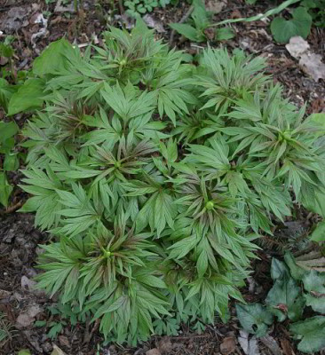 IMG_2465_ePaeonia_emodi.JPG