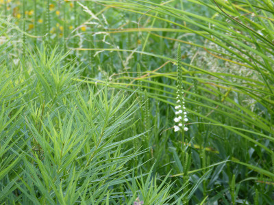 2018-07-08 Amsonia hubrichtii.jpg