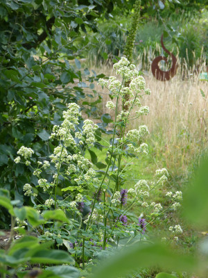 2018-07-08 Gartenimpressionen 1.jpg