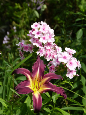 2018-07-08 Gartenimpressionen 2.jpg