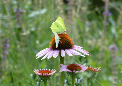 2018-07-08 Gartenimpressionen 3.jpg