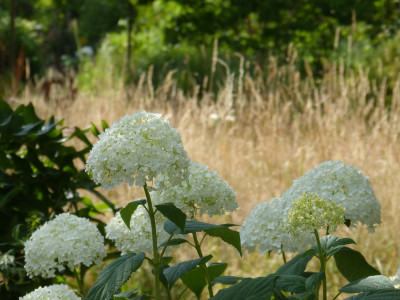 2018-07-08 Gartenimpressionen 5.jpg