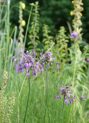2018-07-08 Gartenimpressionen 10.jpg