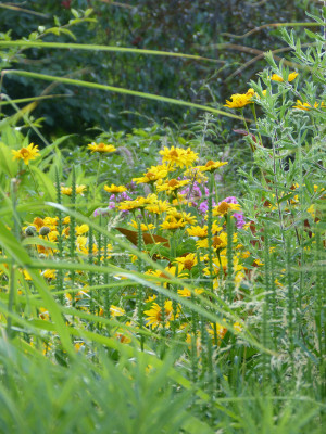 2018-07-08 Gartenimpressionen 11.jpg