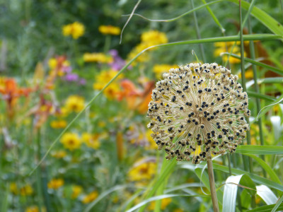 2018-07-08 Gartenimpressionen 12.jpg