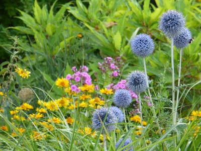 2018-07-08 Gartenimpressionen 13.jpg