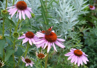 2018-07-08 Gartenimpressionen 15.jpg