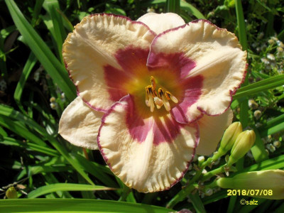TG NN TET Creme Violetaugerand 2018.jpg