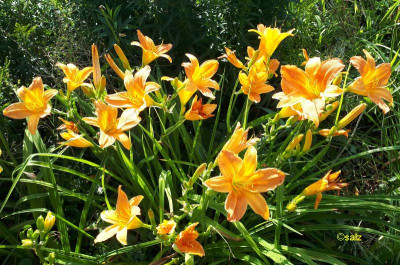 TG sonniges Orange 2018.jpg