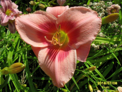 Rose of Avalanche 2018.jpg