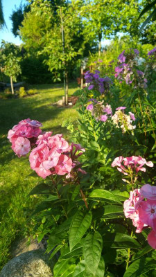 20180708_195218_HDR.jpg
