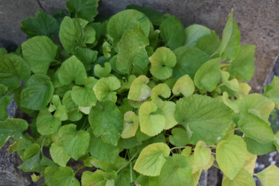 viola Juli18 001.JPG