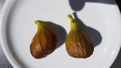 Jerusalem Frucht.jpg
