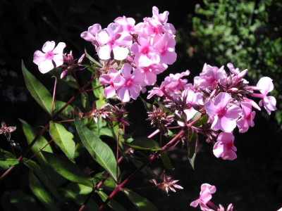 DSCN3535.JPG