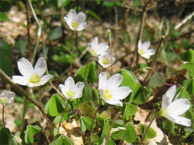 Oxalis_acetosella_7192.jpg