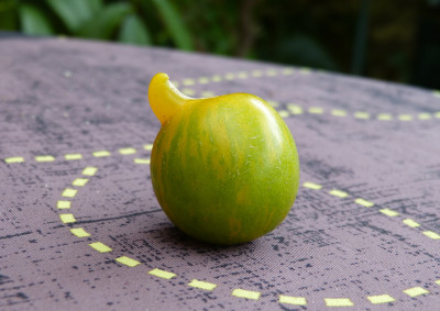 2018-07-09 Tomaten 'Green Zebra Cherry'.jpg