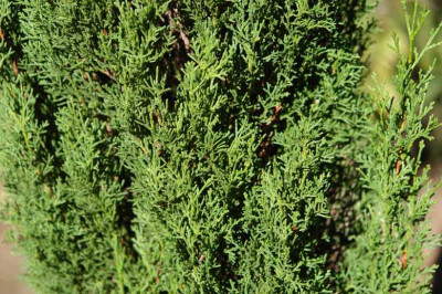 cupressus_semp.jpg