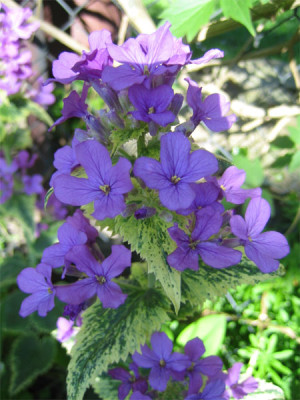Lunaria_annua_variegata_720.jpg