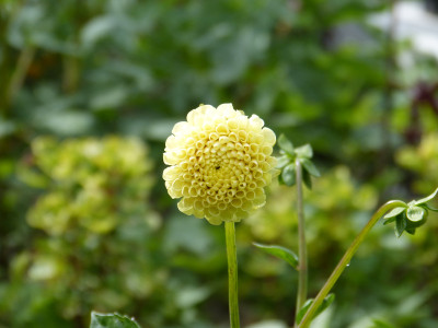 2018-07-09 Dahlia 'Small World'.jpg