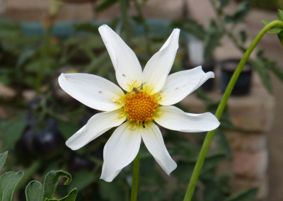 2018-07-09 Dahlia 1.jpg