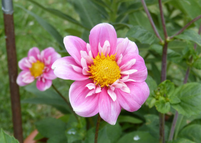 2018-07-09 Dahlia 'Hartenaas'.jpg