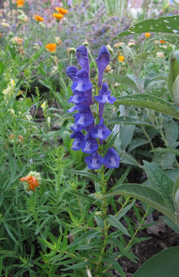 IMG_3239_Scutellaria_baicalensis_9Juli2018_.jpg