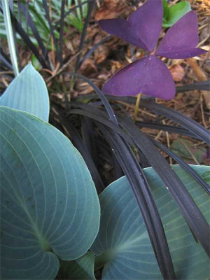 Oxalis_kombi_7192.jpg
