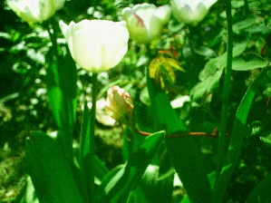 TeeroseTulpen.jpg