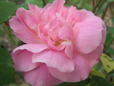 Old_Blush_2007.jpg