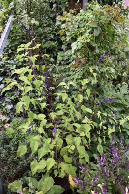salvia amistad 001.JPG