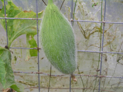 Kanarische Melone 2018 002.JPG