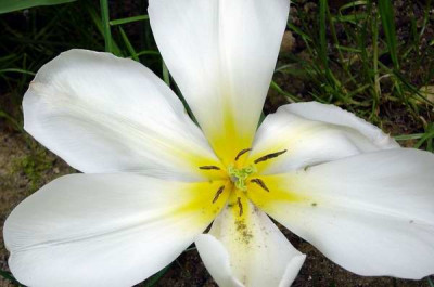 Tulpe4.jpg