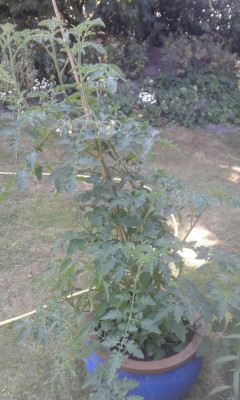IMG-20180708-WA0006.jpeg