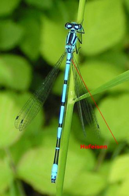 Coenagrion_puella_-_Hufeisen-Azurjungfer_m.jpg