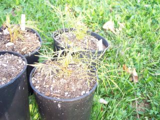 100_0561_Aruncus_dioicus_Kneiffii_PP.jpg