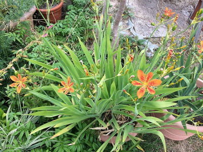 Belamcanda chinensis.jpg