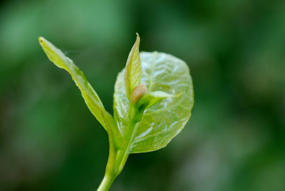 Sinocalycanthus-Knospe-0407-k.jpg