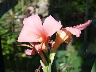 2018-07-07 Canna glauca 'Erebus'.jpg