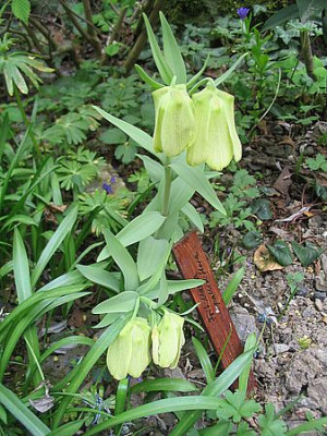 Fritillaria_pallidiflora_fars_2007.jpg